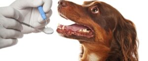 Examining pet teeth of dog