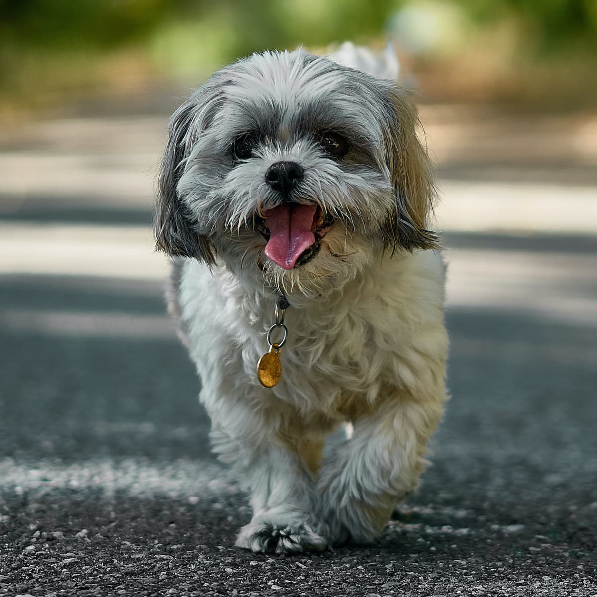 Trusted pet clinic in Hyderabad—HeartPaws Vet Clinic