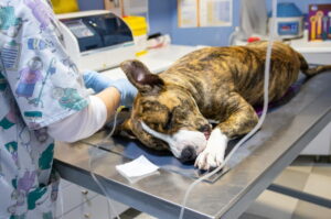 A vet specialist is doing surgery for a dog