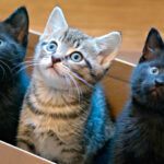 pet adoption in hyderabad