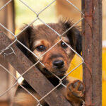 Lonely dog puppy looking behind a fence